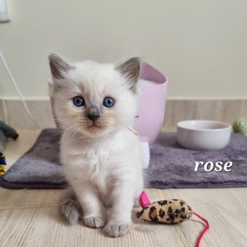 collier rose Femelle Ragdoll