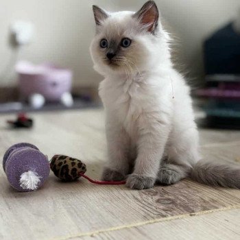 collier rose Femelle Ragdoll