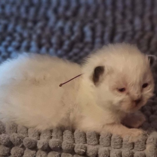 3e chaton (Portée KYRA ❤ TIMBA 2025) - Femelle seal point COLLIER VIOLET Femelle Ragdoll
