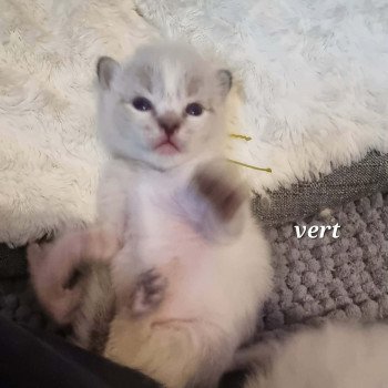 4e chaton (Portée KYRA ❤ TIMBA 2025) - Mâle brown tabby COLLIER VERT Mâle Ragdoll