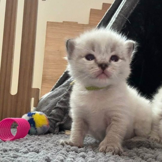 chaton Ragdoll brown tabby Chatterie de Syruzye brown tabby