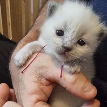 5e chaton (Portée KYRA ❤ TIMBA 2025) - Femelle COLLIER BORDEAU Femelle Ragdoll