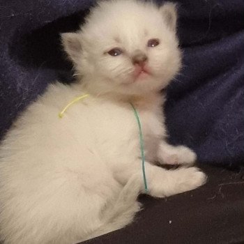 6e chaton (Portée KYRA ❤ TIMBA 2025) - Femelle COLLIER MULTI Femelle Ragdoll