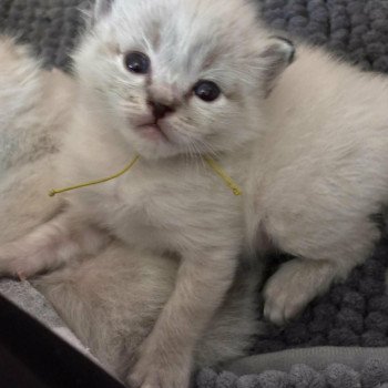 7e chaton (Portée KYRA ❤ TIMBA 2025) - Mâle seal point COLLIER JAUNE Mâle Ragdoll