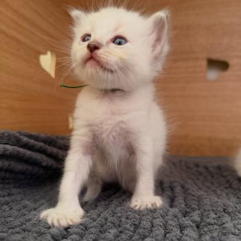 1er chaton (Portée Unknown mommy ❤ Unknown daddy) - Mâle blue tabby collier vert Mâle Ragdoll