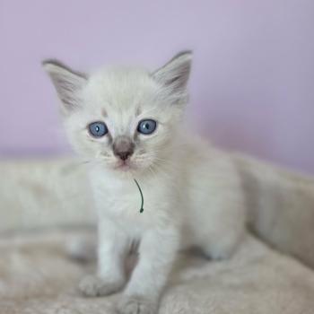 1er chaton (Portée Unknown mommy ❤ Unknown daddy) - Mâle blue tabby collier vert Mâle Ragdoll