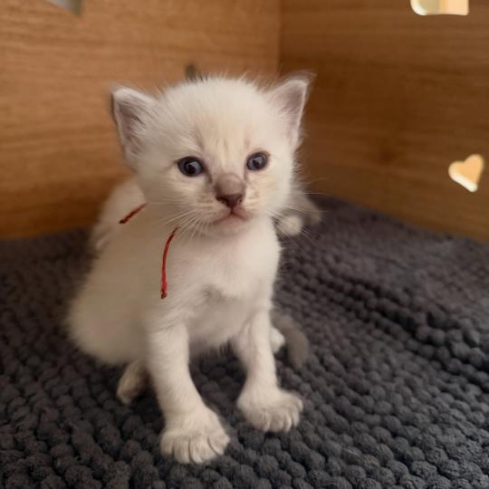 2e chaton (Portée Unknown mommy ❤ Unknown daddy) - Mâle blue tabby collier rouge Mâle Ragdoll