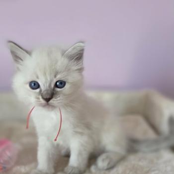 2e chaton (Portée Unknown mommy ❤ Unknown daddy) - Mâle blue tabby collier rouge Mâle Ragdoll