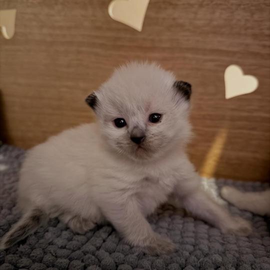 collier rouge Femelle Ragdoll