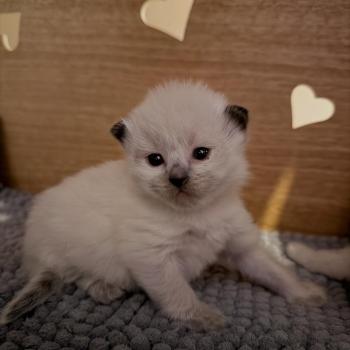 collier rouge Femelle Ragdoll