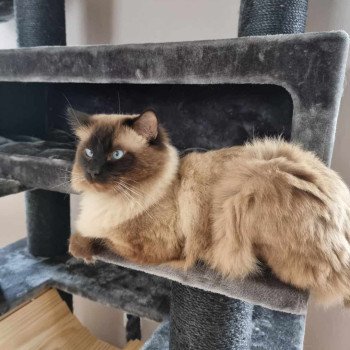 Syrius Mâle Ragdoll