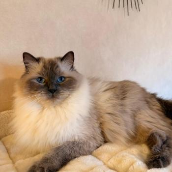 Thalya Femelle Ragdoll
