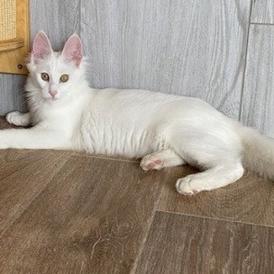 chaton Angora turc white Bloodstock’s Cattery white 
