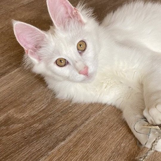 chaton Angora turc white Bloodstock’s Cattery white 