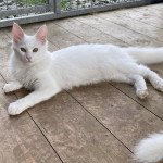 Bloodstock’s TAMARA Femelle Angora turc Bloodstock’s TAMARA Femelle Angora turc