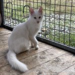 Bloodstock’s TELMA Femelle Angora turc Bloodstock’s TELMA Femelle Angora turc