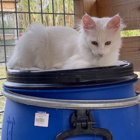 Bloodstock’s TEQUILA Femelle Angora turc