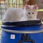 Bloodstock’s TEQUILA Femelle Angora turc Bloodstock’s TEQUILA Femelle Angora turc