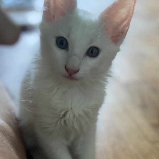Bloodstock’s BELLA Femelle Angora turc