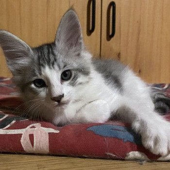 Chaton Angora Turc A Vendre Annonces De Chat Angora Turc A Adopter
