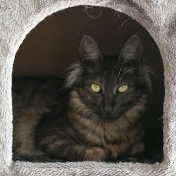 Bloodstock’s Raven Femelle Angora turc