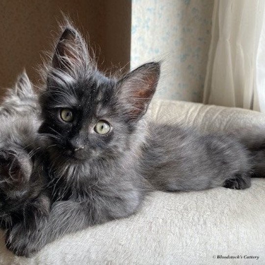 مظلة تنوع ثم Cat Angora Turk A Vendre A Dans Camash Investments Com مظلة تنوع ثم Cat Angora Turk A Vendre A Dans Camash Investments Com