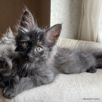 Chaton Angora Turc A Vendre Annonces De Chat Angora Turc A Adopter