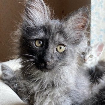 Chaton Angora Turc A Vendre En Nouvelle Aquitaine Chat Et Chaton Com
