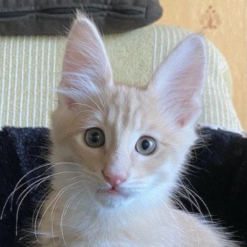 Chaton Angora Turc A Vendre Annonces De Chat Angora Turc A Adopter