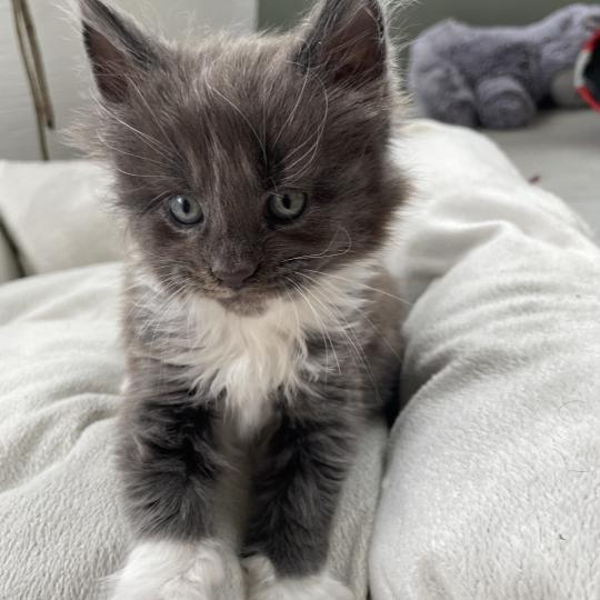 chaton Maine coon blue bicolor Blue Chatterie des baemos coons blue bicolor