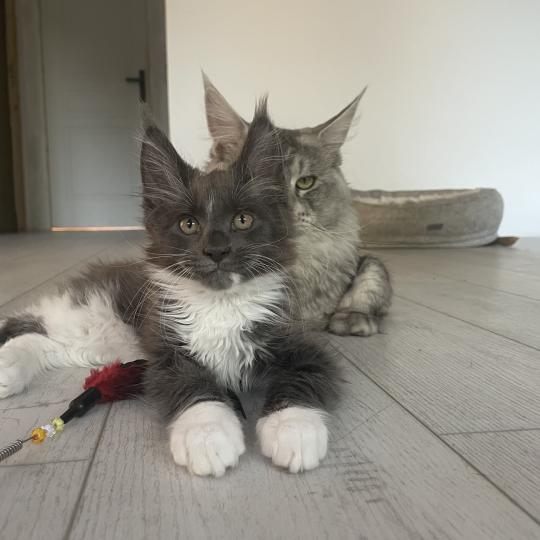 chaton Maine coon blue bicolor Blue Chatterie des baemos coons blue bicolor