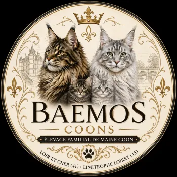 Chatterie des baemos coons