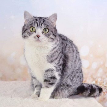 Pepper Femelle Scottish Straight
