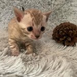 Tsouki Symmiose Bengal Mâle Bengal Tsouki Symmiose Bengal Mâle Bengal