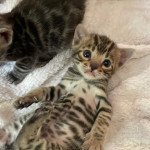 Twix Symmiose Bengal Mâle Bengal Twix Symmiose Bengal Mâle Bengal