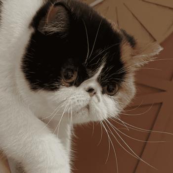 Peekaboo Zelda Twilight princess Femelle Exotic Shorthair