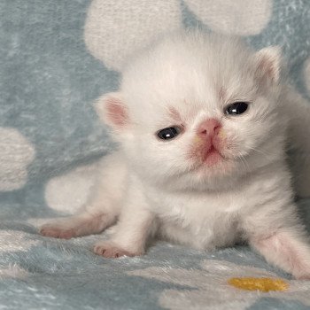 2e chaton (Portée Unicorn Black Hole ❤ Zéphyr mechta 2025) - Mâle white Male blanc yeux or, exo Mâle Exotic Shorthair