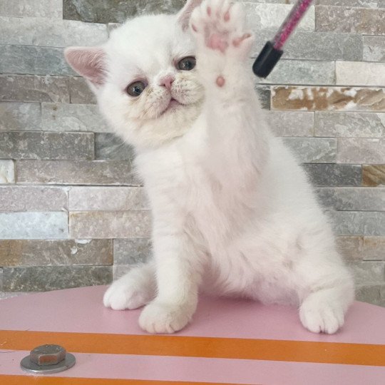 chaton Exotic Shorthair white Chatterie Peekaboo white 