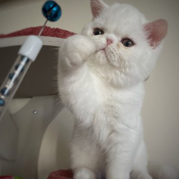Peekaboo Peekaboo A Milky Way Mâle Exotic Shorthair