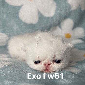 3e chaton (Portée Unicorn Black Hole ❤ Zéphyr mechta 2025) - Femelle white Blanche yeux vairon Femelle Exotic Shorthair