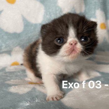 4e chaton (Portée Unicorn Black Hole ❤ Zéphyr mechta 2025) - Femelle black tortie bicolor Femelle Exotic Shorthair