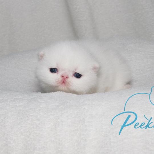 Peekaboo Buzz l'éclair Mâle Exotic Shorthair