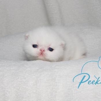 Peekaboo Buzz l'éclair Mâle Exotic Shorthair