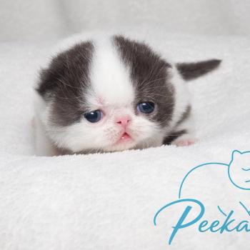 Peekaboo Bumblebee Mâle Exotic Shorthair