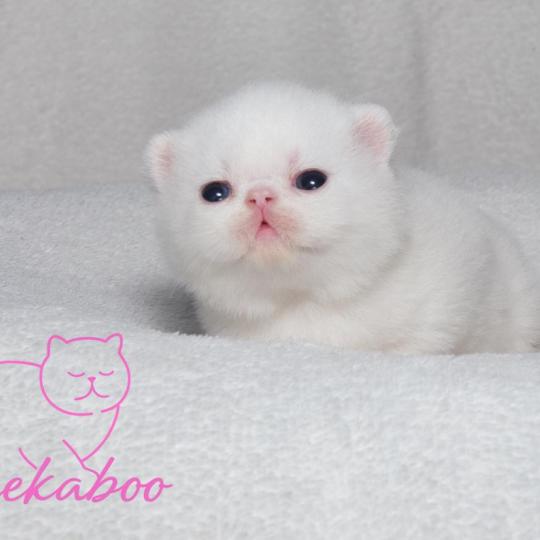 Peekaboo Bouh Femelle Exotic Shorthair