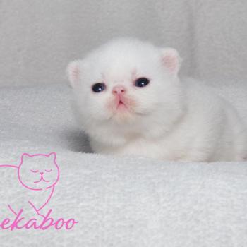 Peekaboo Bouh Femelle Exotic Shorthair
