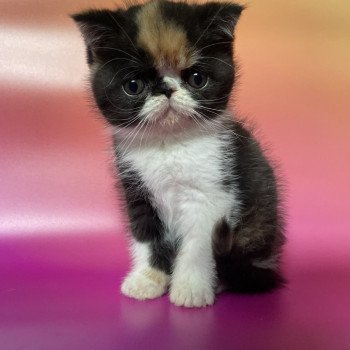 Peekaboo Unicorn Black Hole Femelle Exotic Shorthair