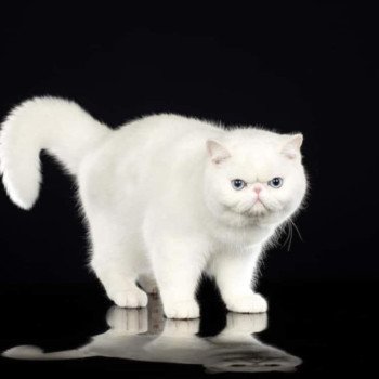 Zéphyr Mâle Exotic Shorthair