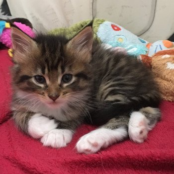 Chaton Maine Coon A Vendre En Occitanie Chat Et Chaton Com Chaton Maine Coon A Vendre En Occitanie Chat Et Chaton Com