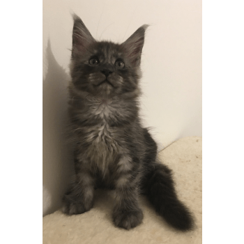 Chatterie De Mistisis Elevage De Chat Maine Coon